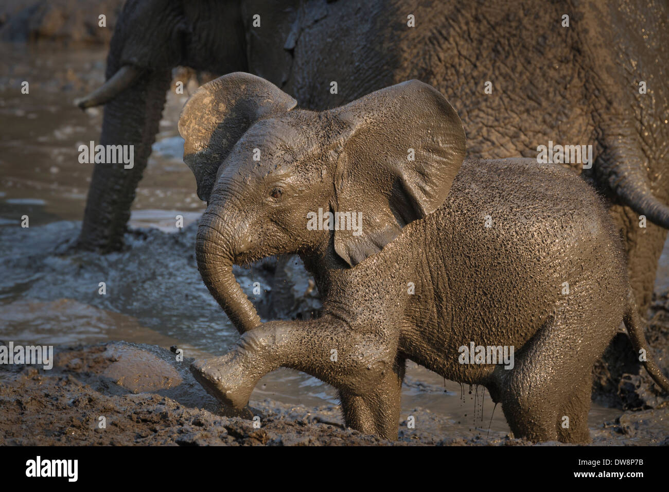 Zambia, Lower Zambezi National Park, l'elefante africano (Loxodonta africana) riproduzione di vitello nel fango durante la stagione secca. Foto Stock