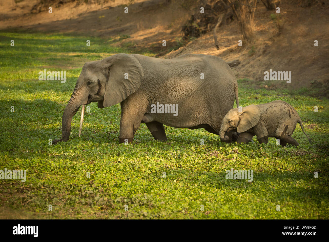 Zambia, Lower Zambezi National Park, l'elefante africano (Loxodonta africana) madre e vitello attraversando le paludi. Foto Stock