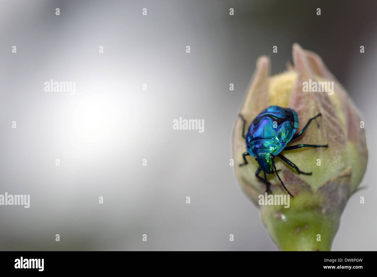 Insetto blu Hemiptera, Zicrona cerulea, in un germoglio di fiore, Poindimie, Nuova Caledonia, Sud Pacifico Foto Stock