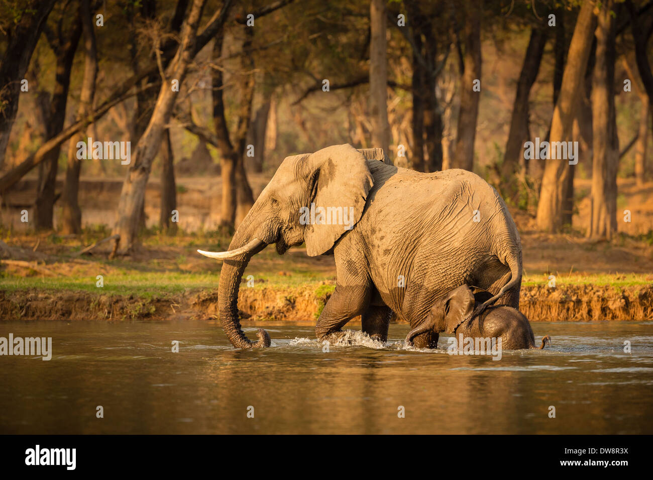 Zambia, Lower Zambezi National Park, l'elefante africano (Loxodonta africana) madre e vitello attraversando l'acqua. Foto Stock