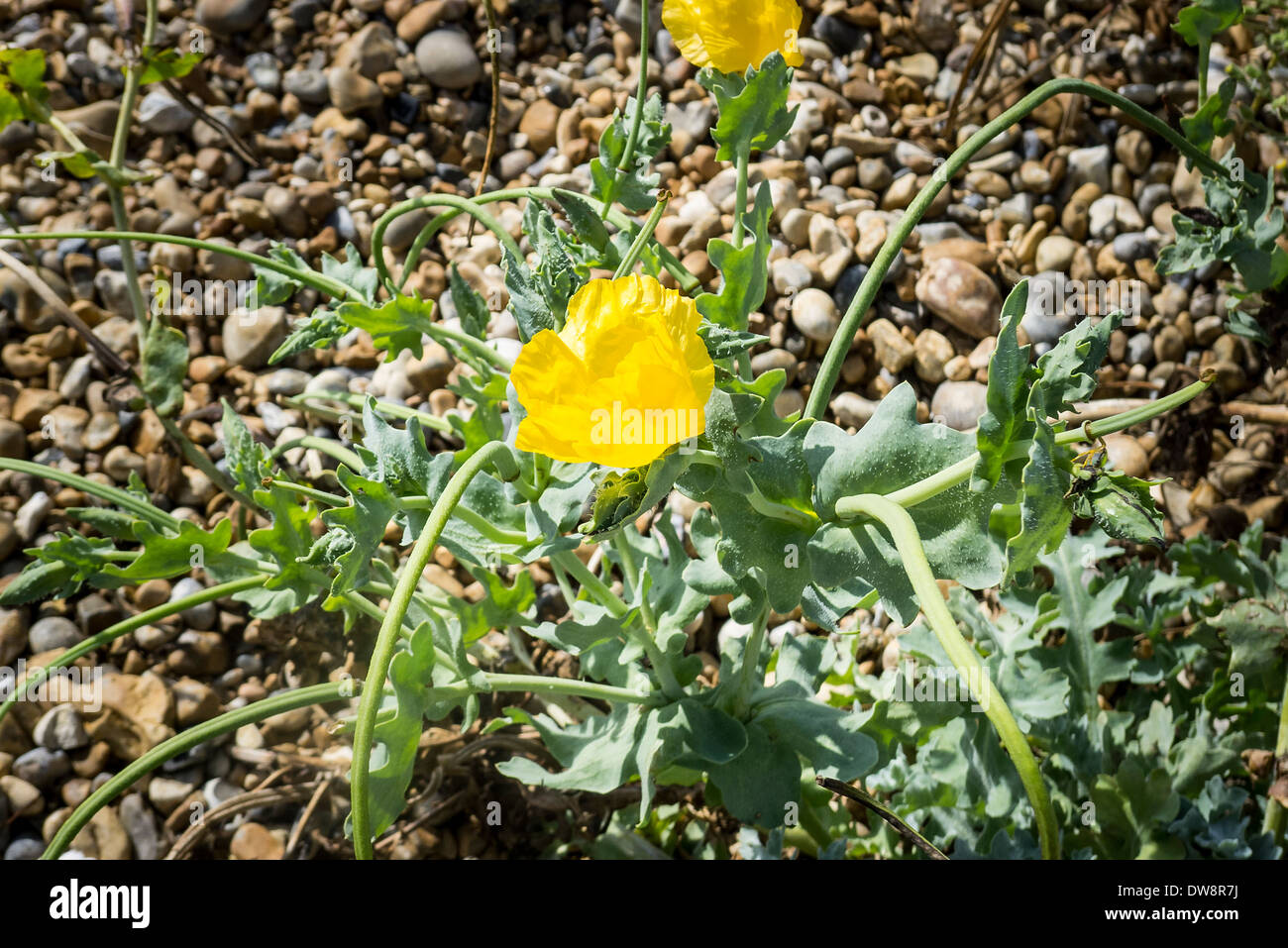 Papavero del Mar giallo o papavero con cavalli su una spiaggia di ghiaia In Eastbourne Kent UK Foto Stock