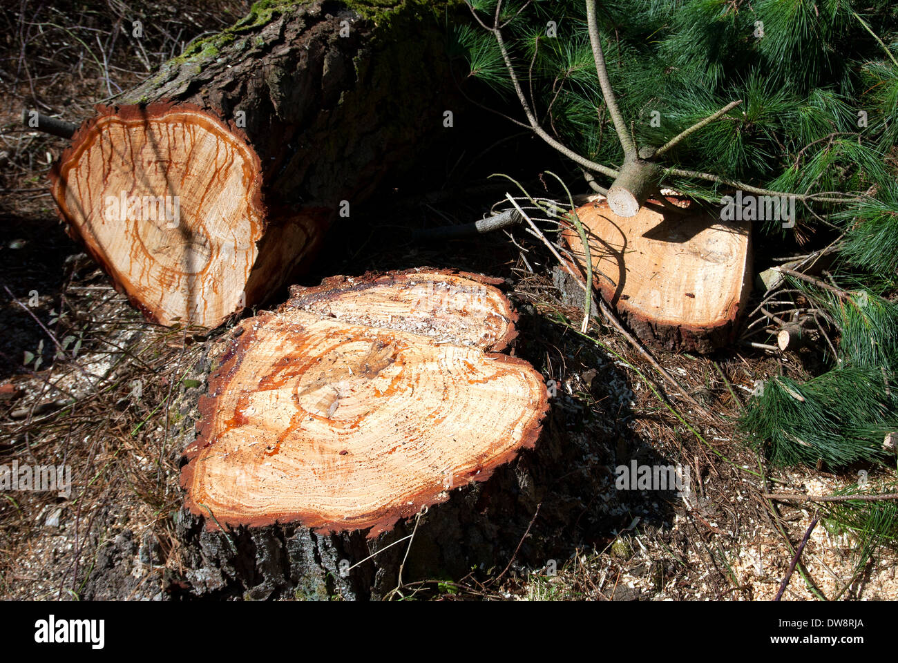 Abbattuto un albero di pino Foto Stock