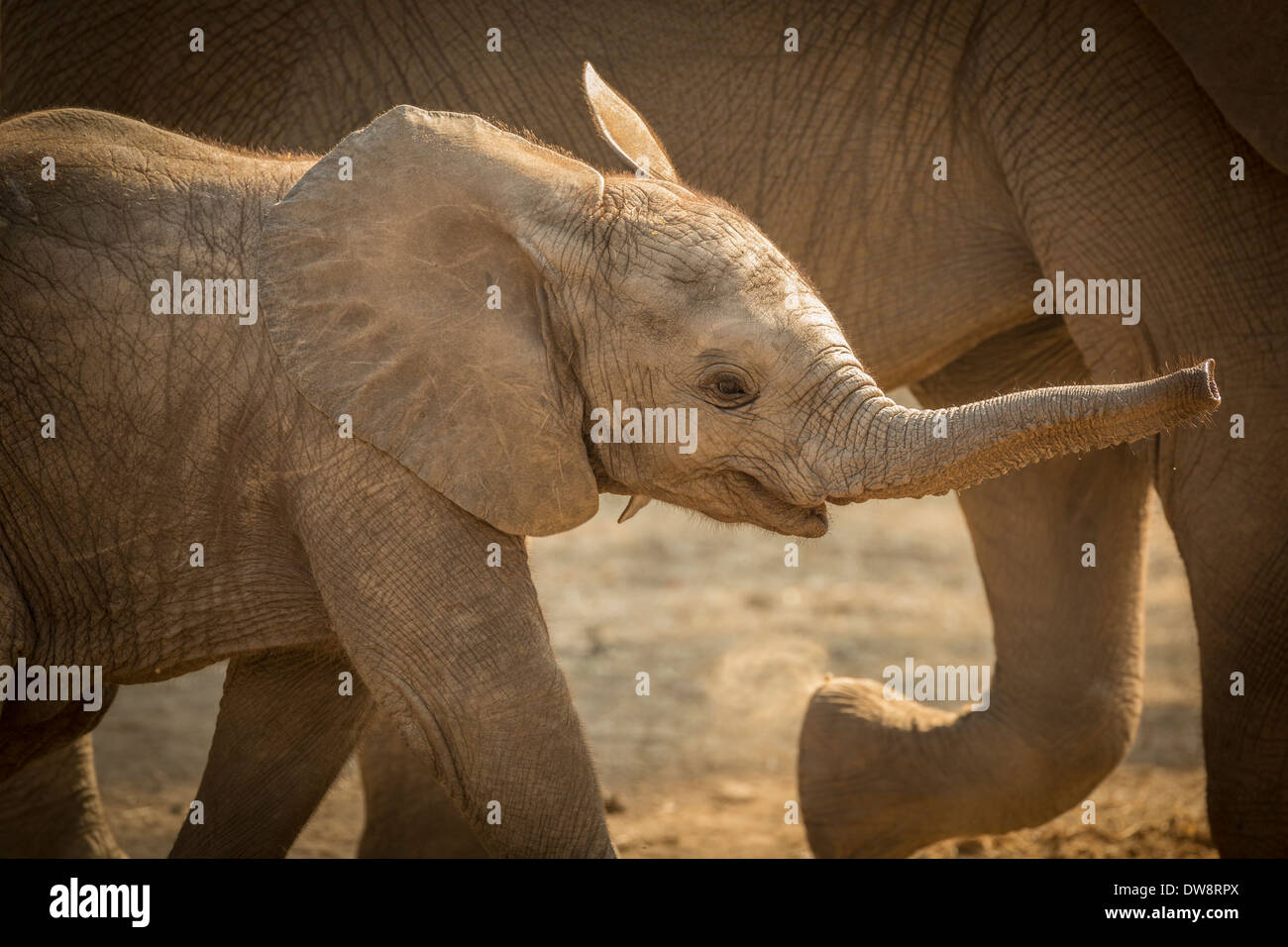 Zambia, Lower Zambezi National Park, l'elefante africano (Loxodonta africana) esecuzione di vitello per tenere il passo con la sua madre. Foto Stock