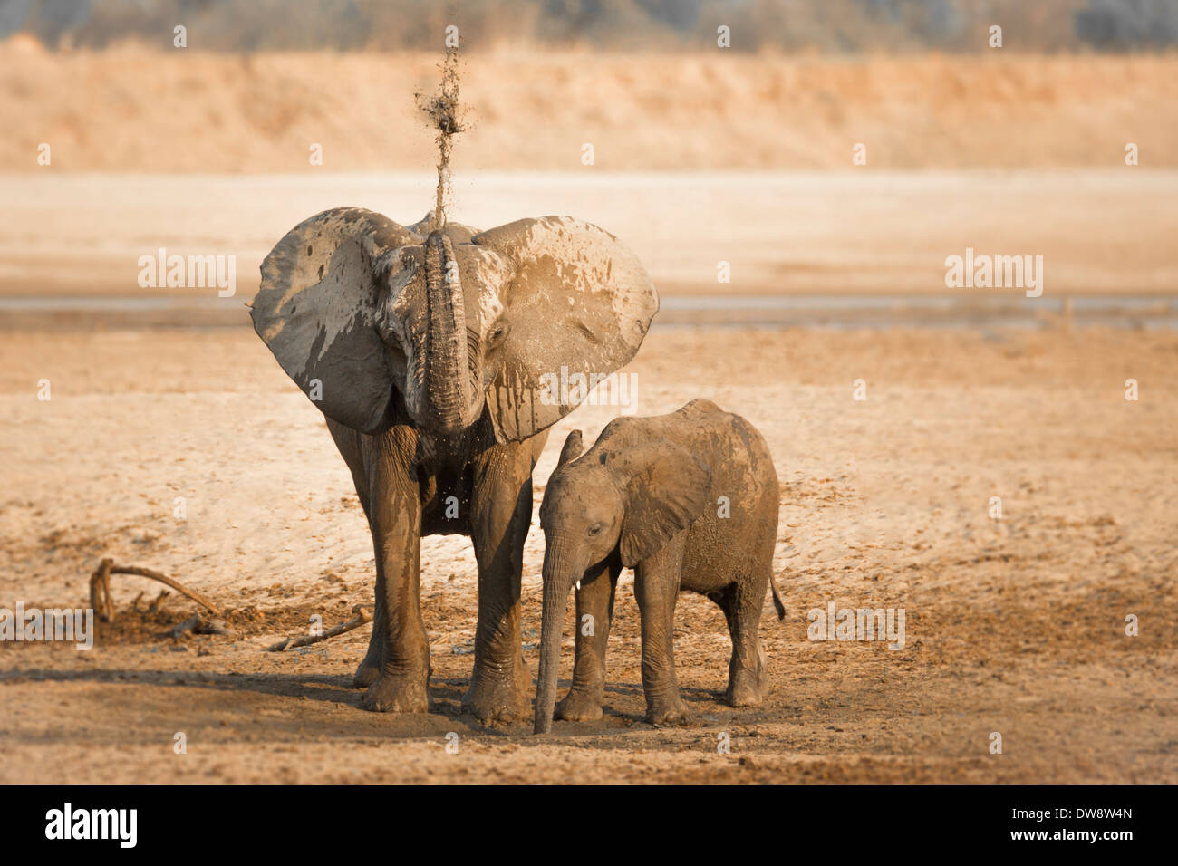 Zambia Sud Luangwa National Park, dell' elefante africano (Loxodonta africana) la spruzzatura di fango con il suo tronco. Foto Stock