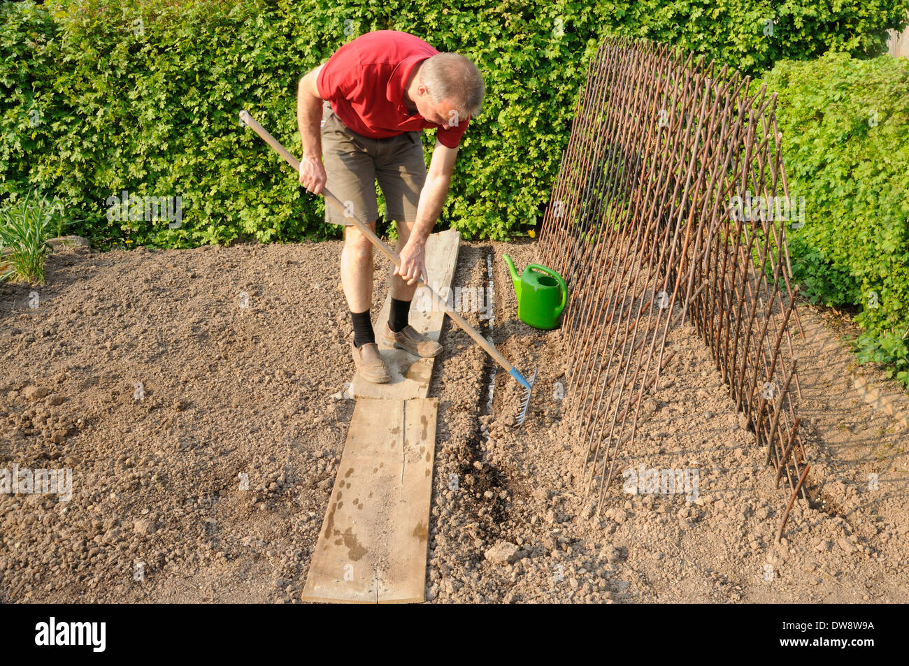 L'uomo preparazione letto vegetale / rastrello, rastrellamento, annaffiatoio Foto Stock