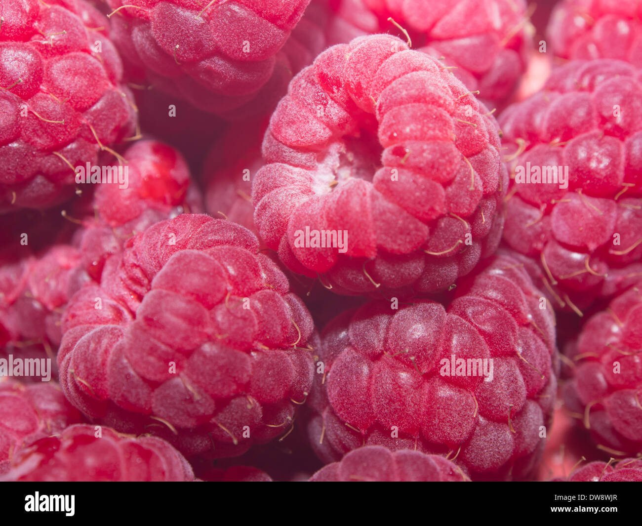 Chiudere l immagine dei lamponi freschi. Foto Stock