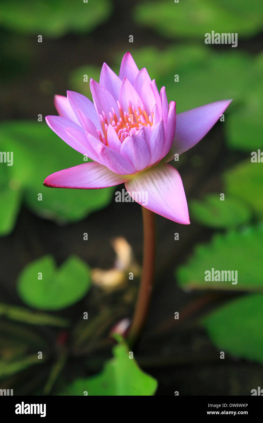 Sri Lanka, Hikkaduwa, fiore di loto, Foto Stock