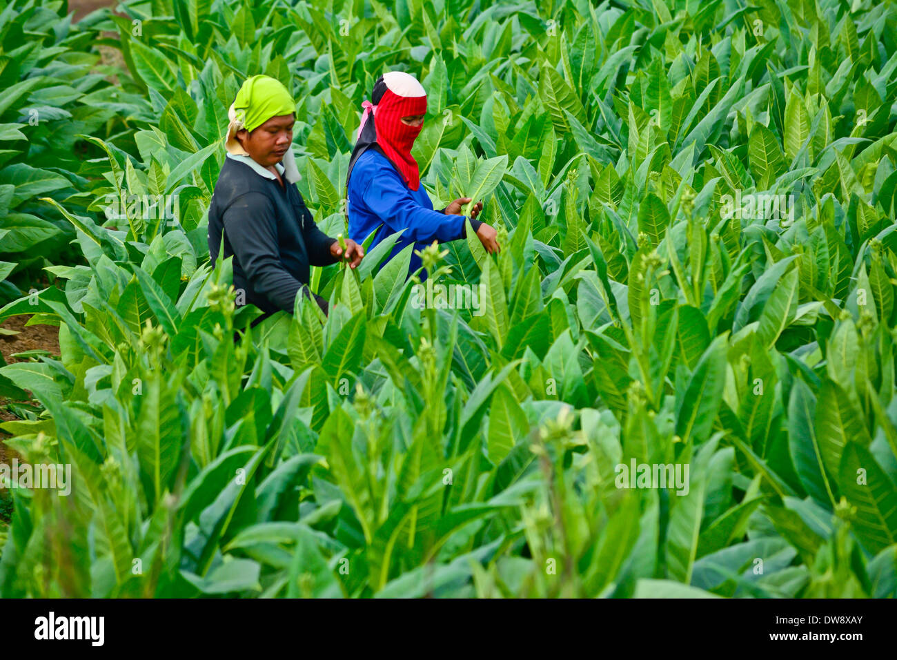 Lavoratori havest foglie di tabacco in Thailandia Foto Stock