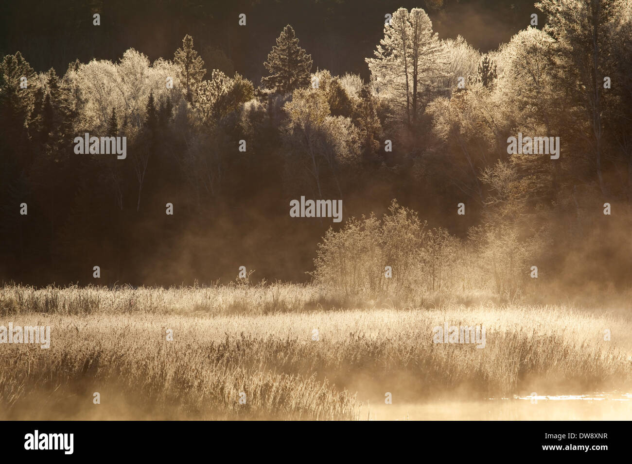 La mattina presto in un stagno vicino Burwash, Distretto di Sudbury, Ontario, Canada. Foto Stock