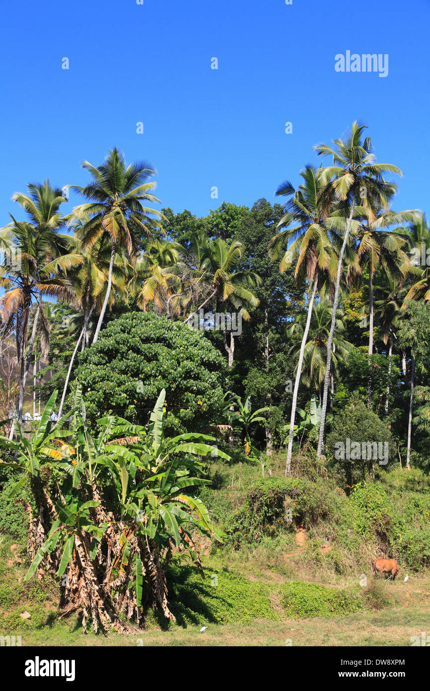 Sri Lanka, nei pressi di Kandy, palme da cocco, banani, Foto Stock