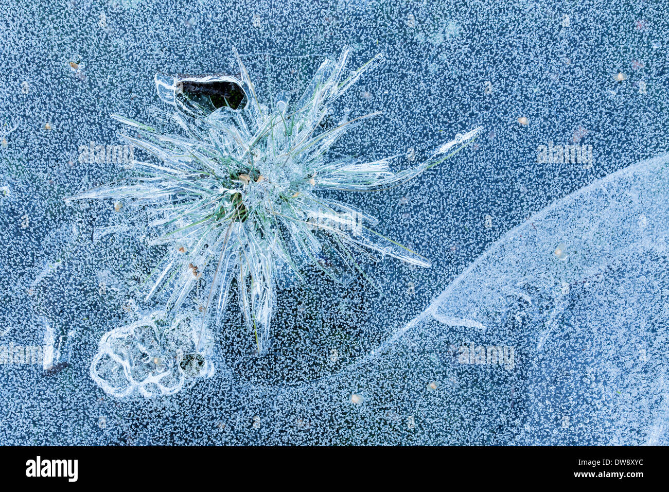 Ghiaccio impianto rivestito in una piccola piscina di acqua. Foto Stock