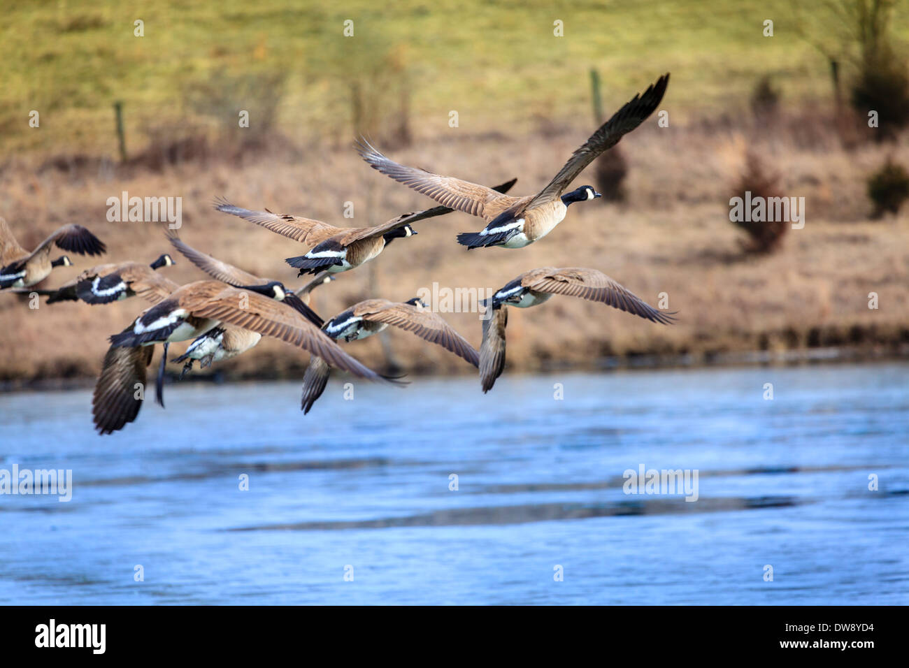 Oche canadesi sorvolando un lago Foto Stock