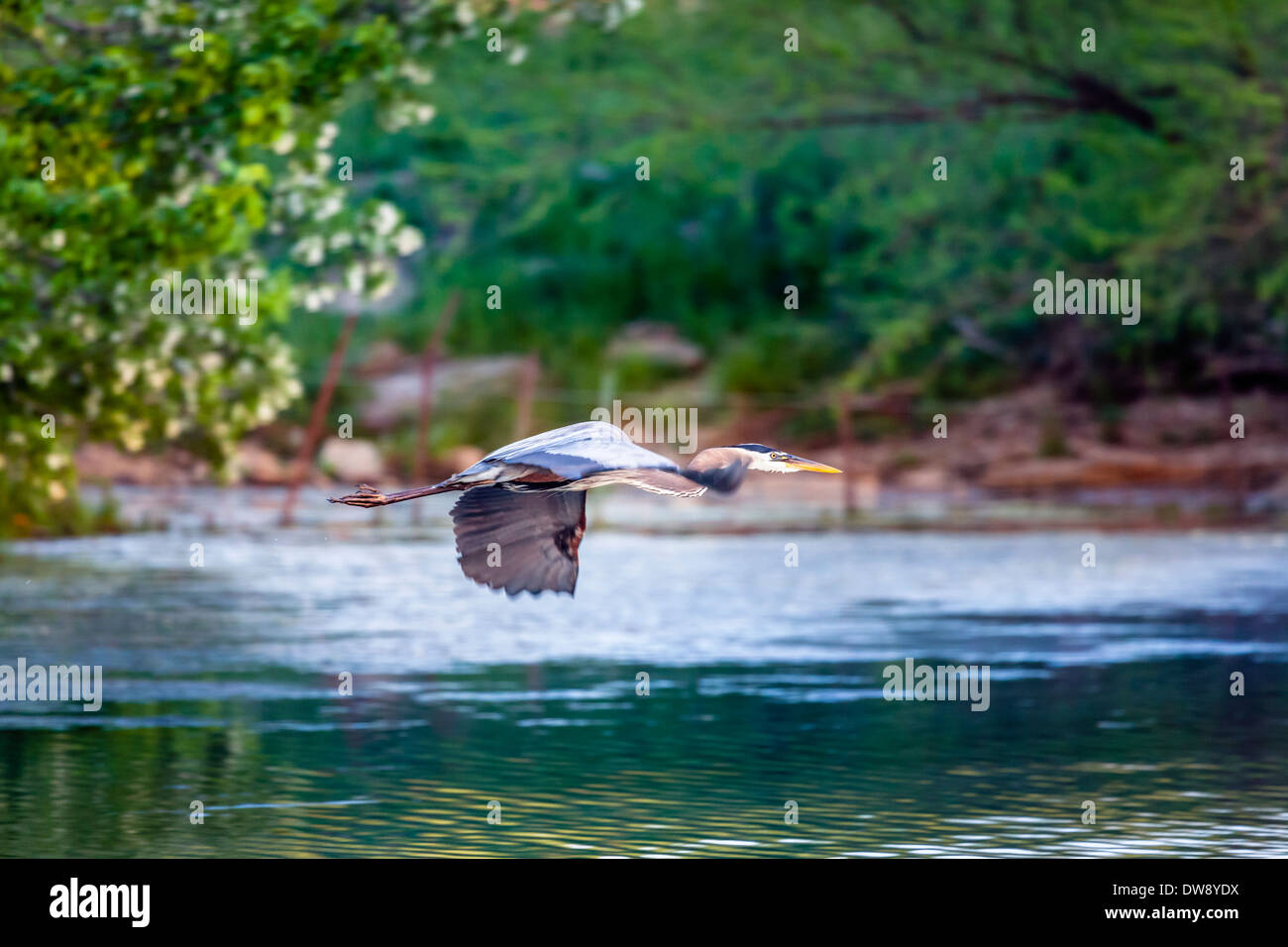 Airone cenerino in volo sopra il lago Foto Stock