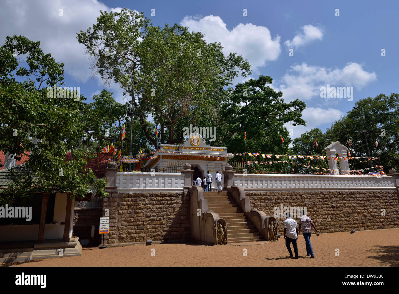 Sri Maha Bodhi Tree Foto Stock