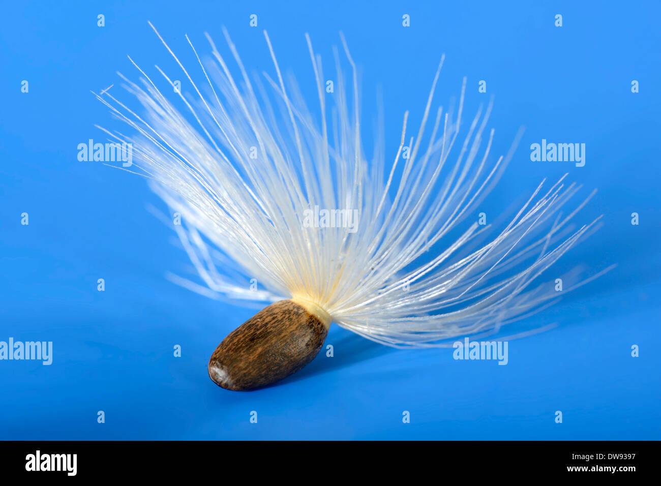 Cardo mariano semi Foto Stock