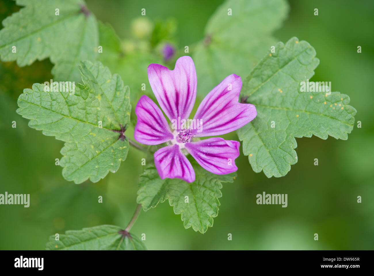 Comune (Malva Malva Sylvestris), di fiori e foglie, Turingia, Germania Foto Stock