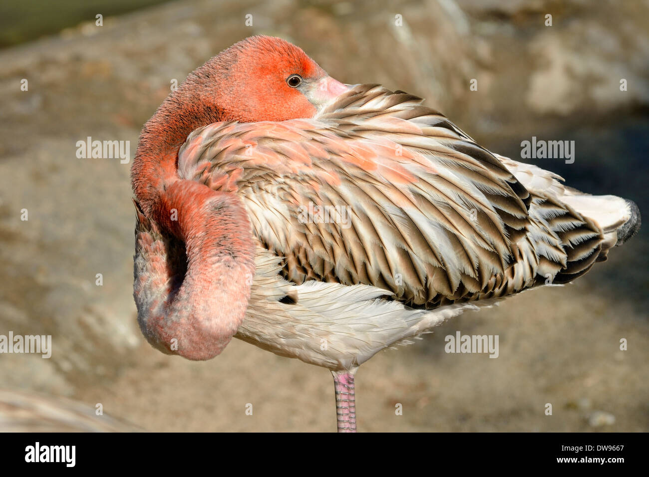 American Flamingo (Phoenicopterus ruber ruber), Giovani in posizione per dormire, captive, California, Stati Uniti Foto Stock