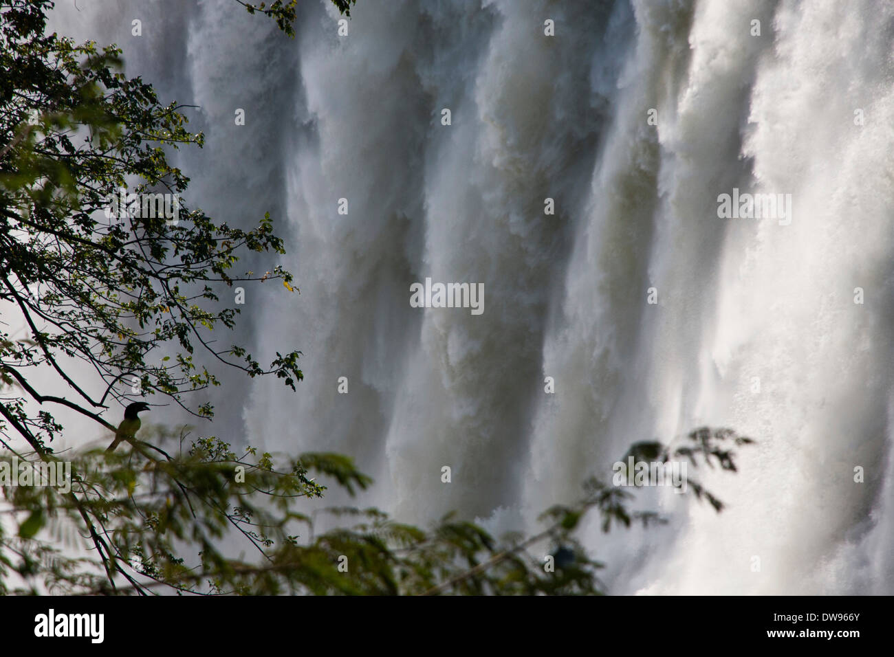 Muro di acqua, Victoria Falls Livingstone, Zambia Foto Stock