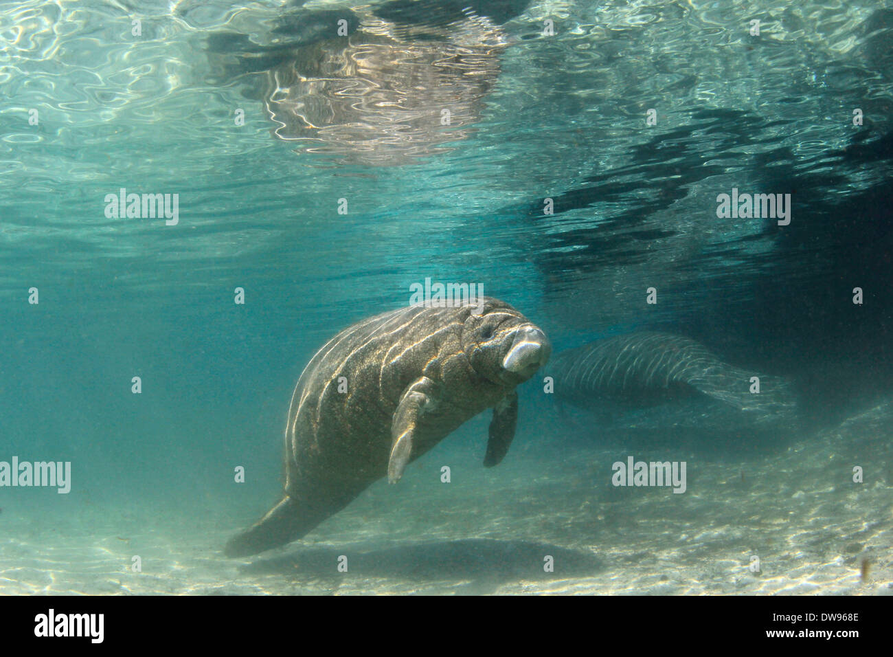 West Indian manatee o mucche di mare (Trichechus manatus), Crystal River, Golfo del Texas, Florida, Stati Uniti d'America Foto Stock