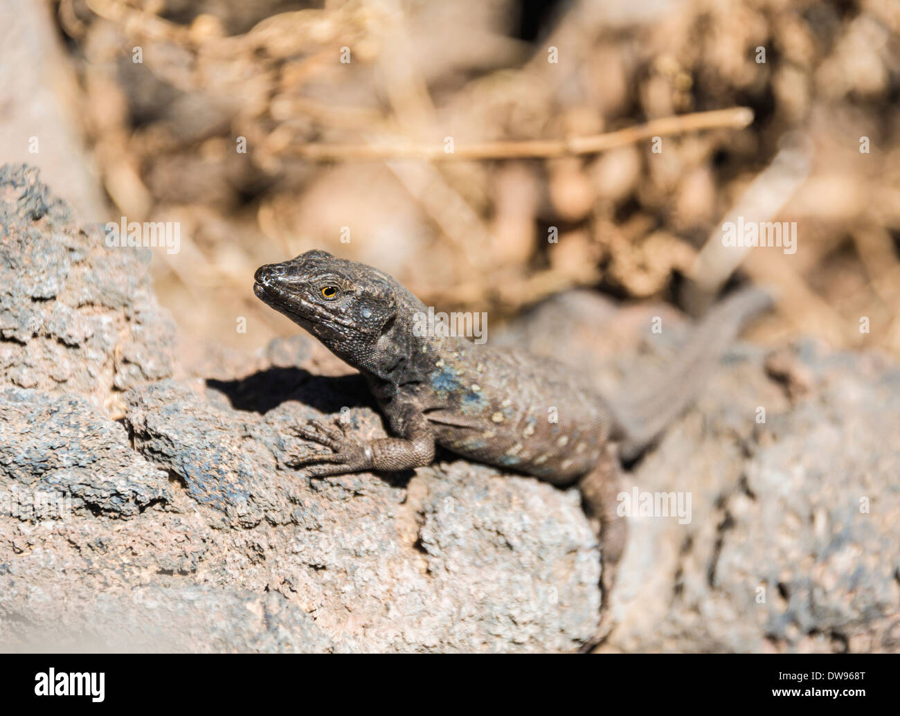 Tenerife Lizard (Gallotia galloti) crogiolarvi al sole su una roccia, endemico delle Canarie, Tenerife, Isole Canarie, Spagna Foto Stock