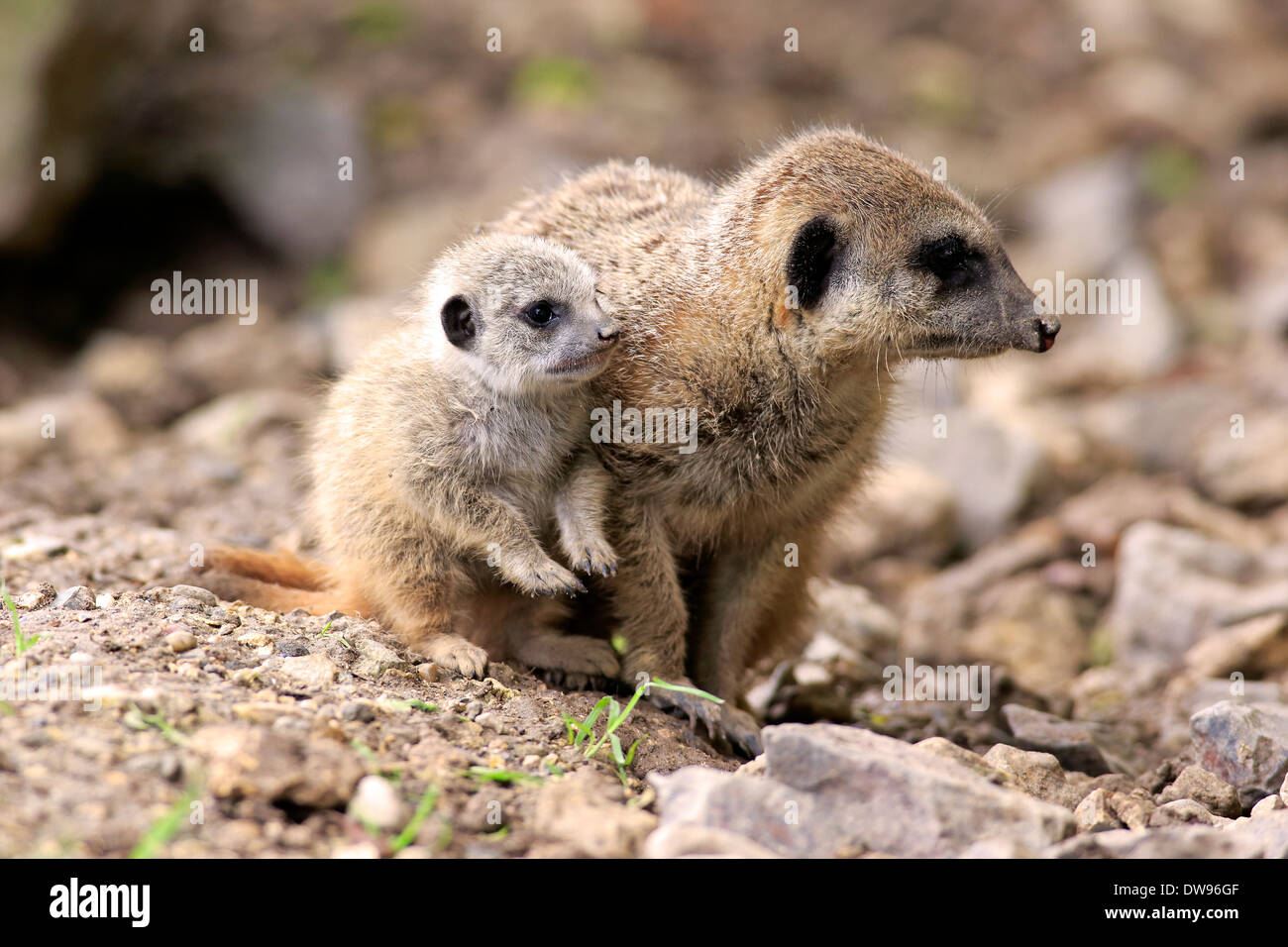 Meerkats (Suricata suricatta), Adulto con pup, Germania Foto Stock