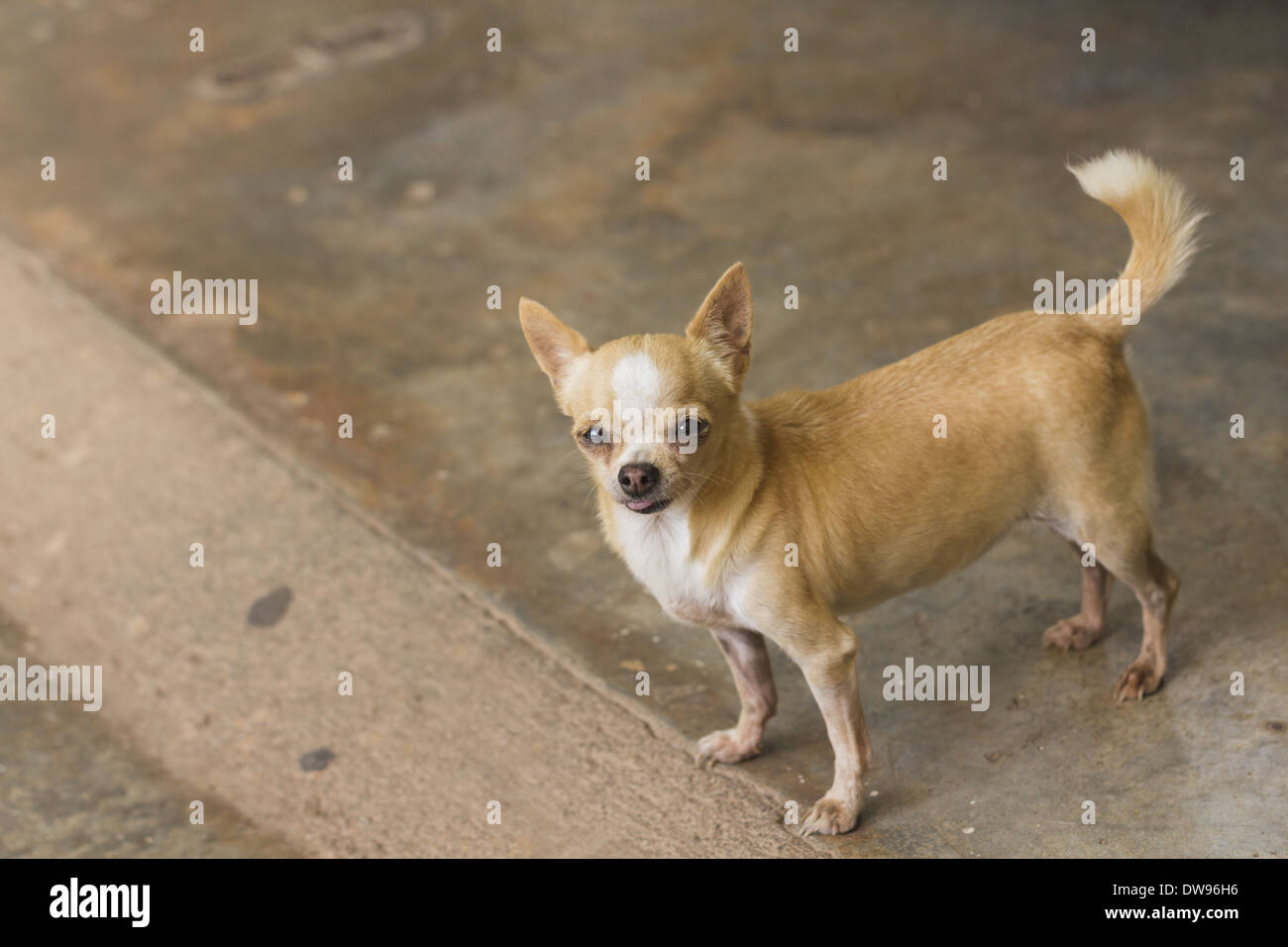Femmina pelo corto chihuahua cane Foto Stock