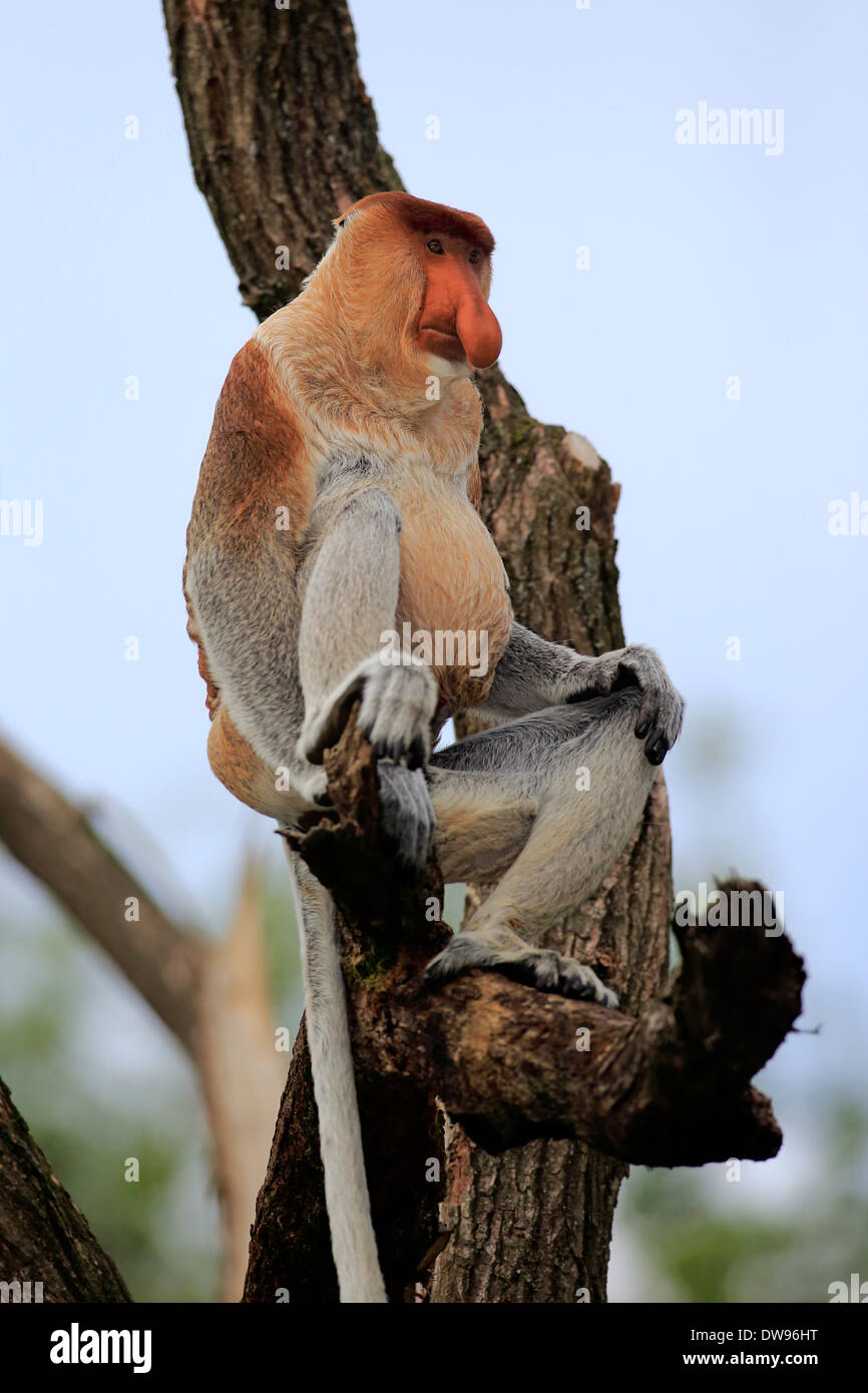 Proboscide di scimmia (Nasalis larvatus), maschio, seduti su una struttura ad albero, Apeldoorn, Paesi Bassi Foto Stock