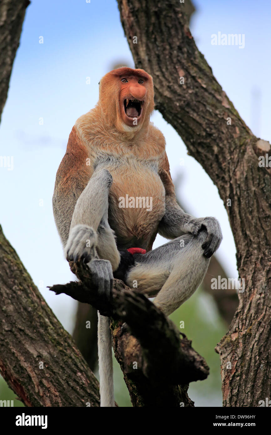 Proboscide di scimmia (Nasalis larvatus), maschio, seduti su una struttura ad albero, Apeldoorn, Paesi Bassi Foto Stock