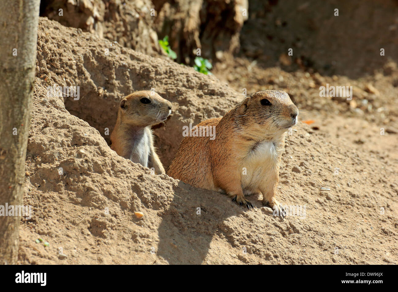 Nero-tailed i cani della prateria (Cynomys ludovicianus), adulti con i giovani, a scavano, captive, Baden-Württemberg, Germania Foto Stock