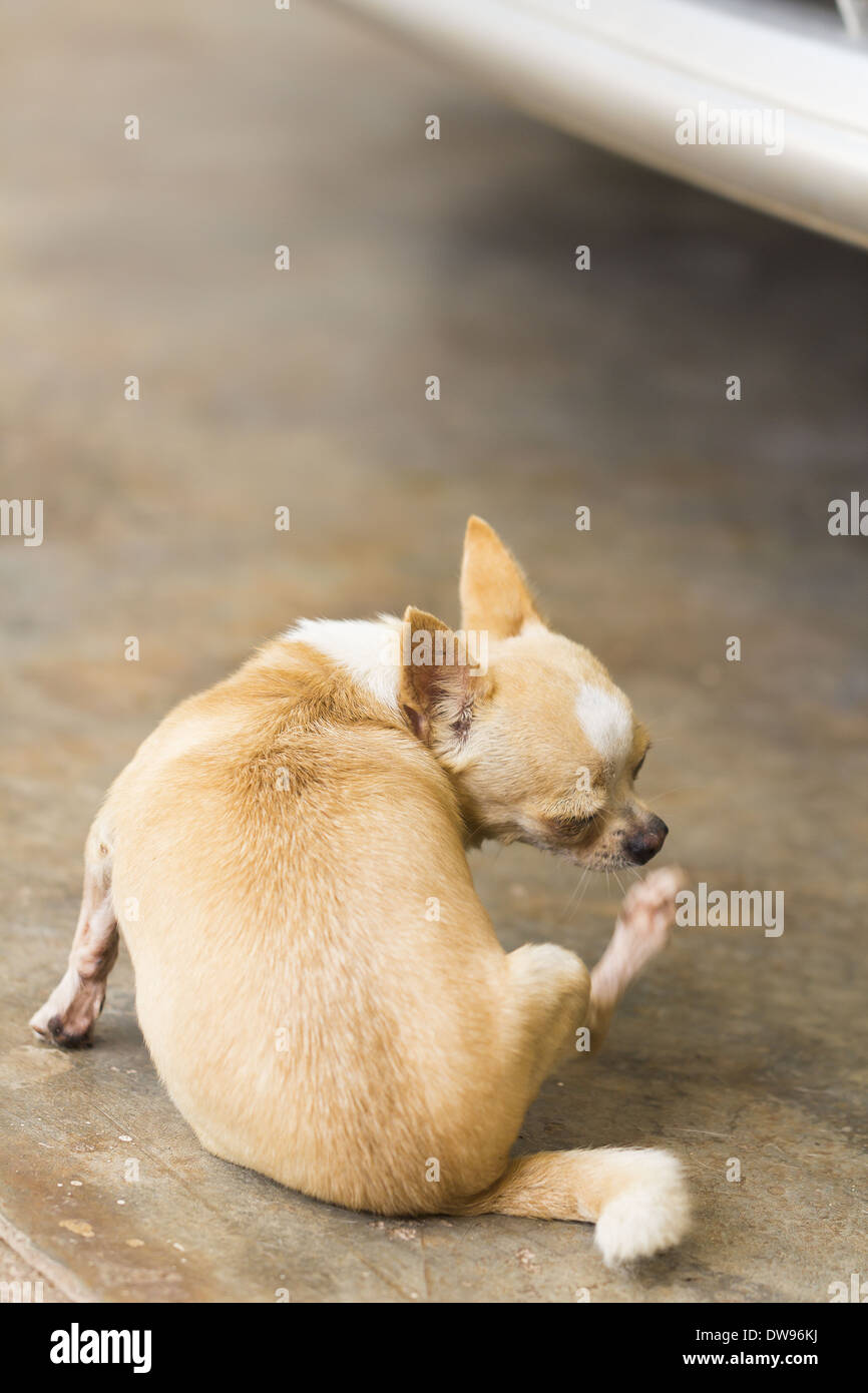 Femmina pelo corto chihuahua cane Foto Stock