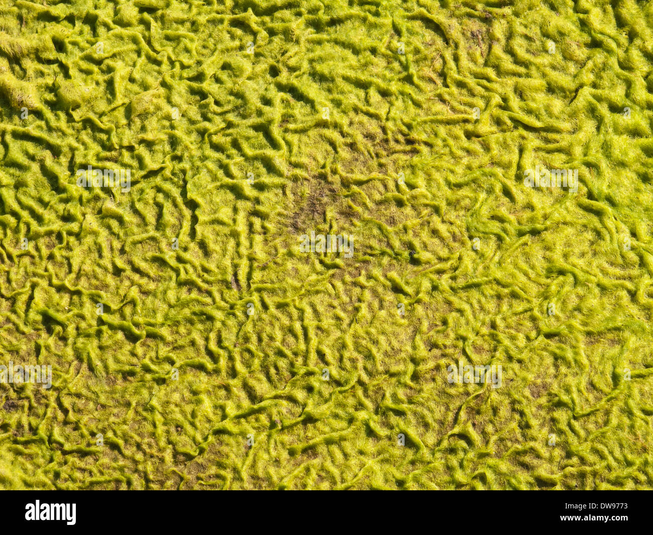 I modelli in un tappeto di muschio in corrispondenza del bordo della Olifants River, Kruger National Park, Sud Africa Foto Stock