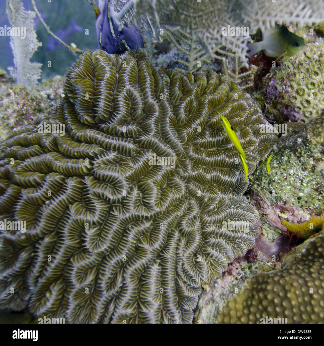 Vista subacquea di spugna sulla scogliera Utila Bay Islands Honduras Foto Stock