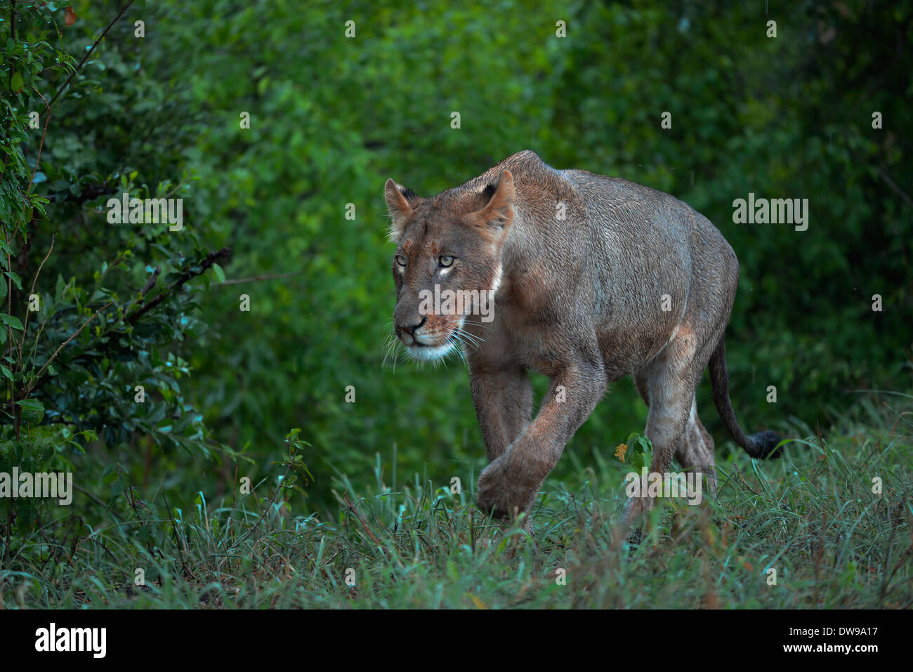 Significa leonessa stalking verso la telecamera. Parco Nazionale di Kruger, Sud Africa Foto Stock