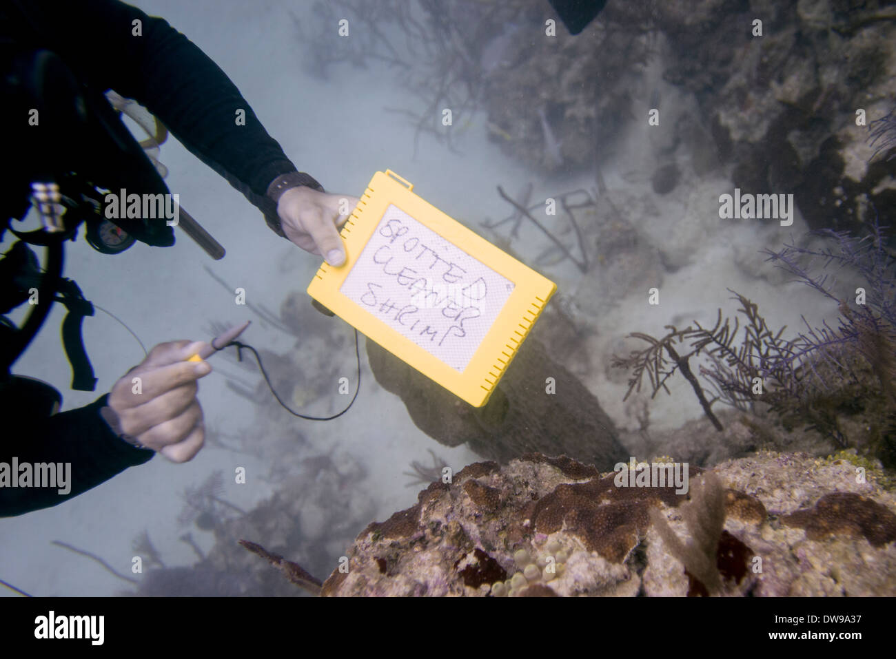 Scuba Diver tenendo un subacqueo in ardesia con la frase "potted Cleaner Shrimp' scritto su di esso Bay Islands Utila Honduras Foto Stock