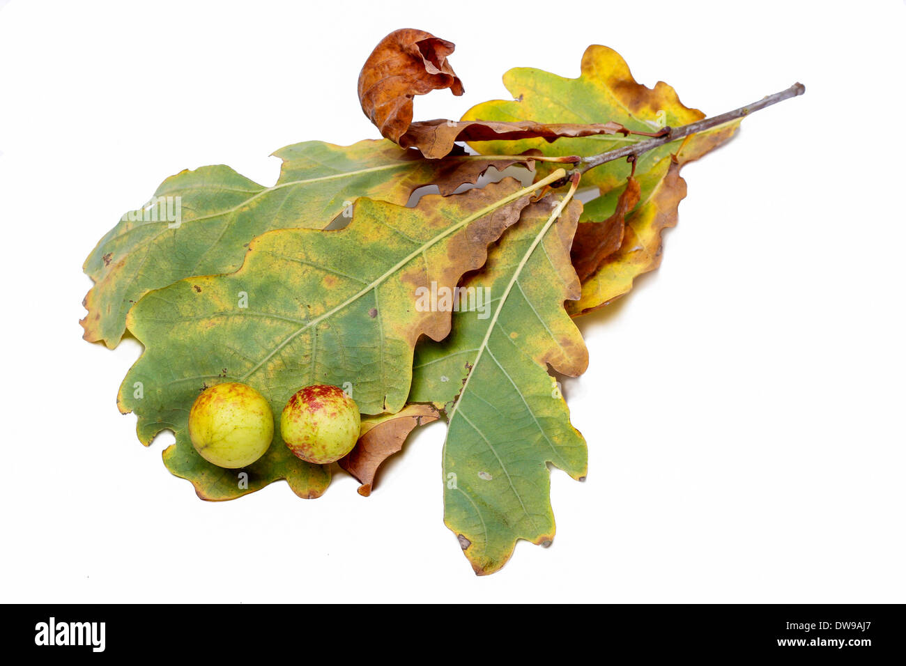Oak le mele su un albero di quercia. Parassiti su impianto.Oak le mele su un albero di quercia. Un parassita sulla pianta. Foto Stock