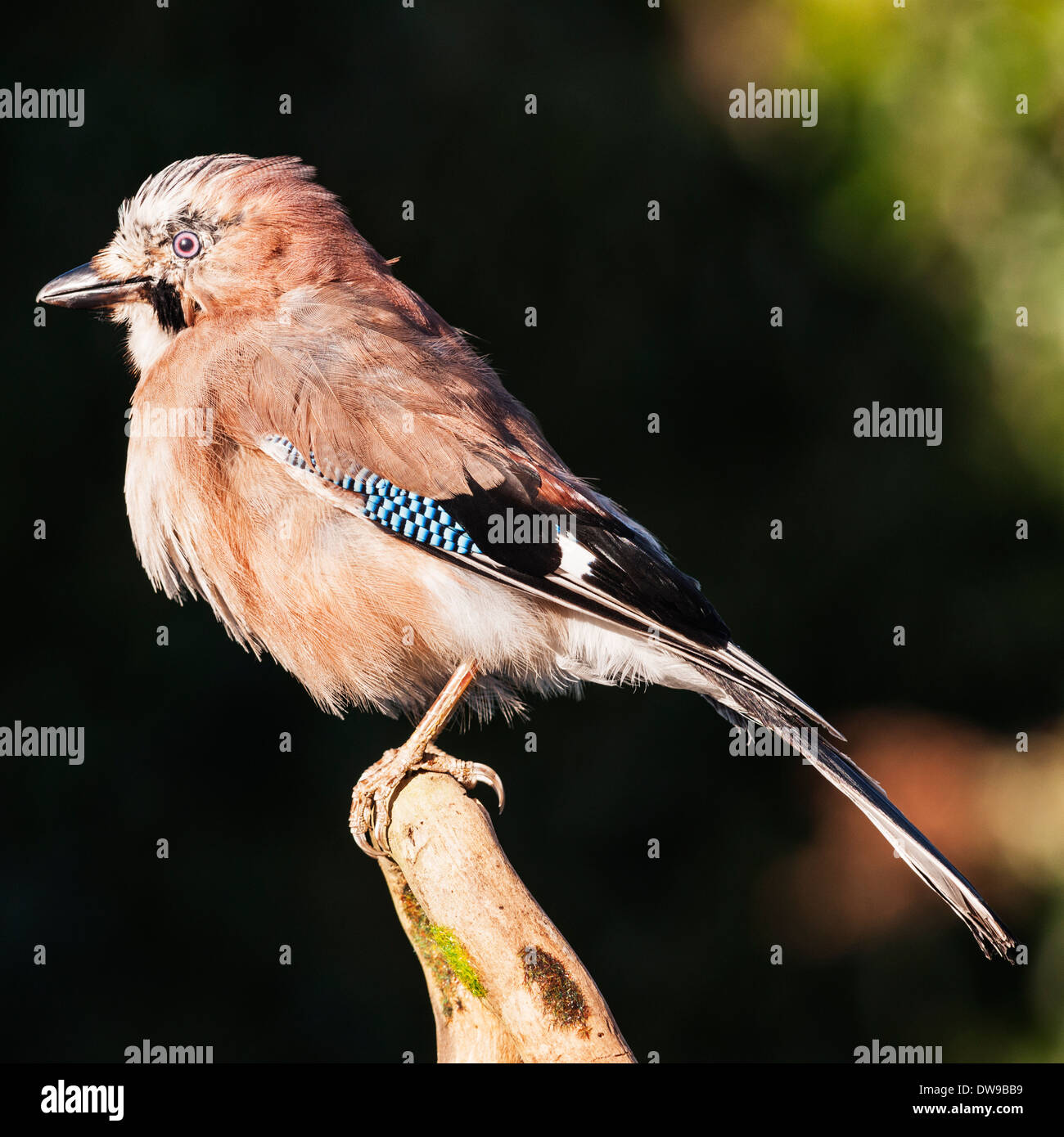 Un Jay ( Garrulus glandarius ) nel Regno Unito Foto Stock