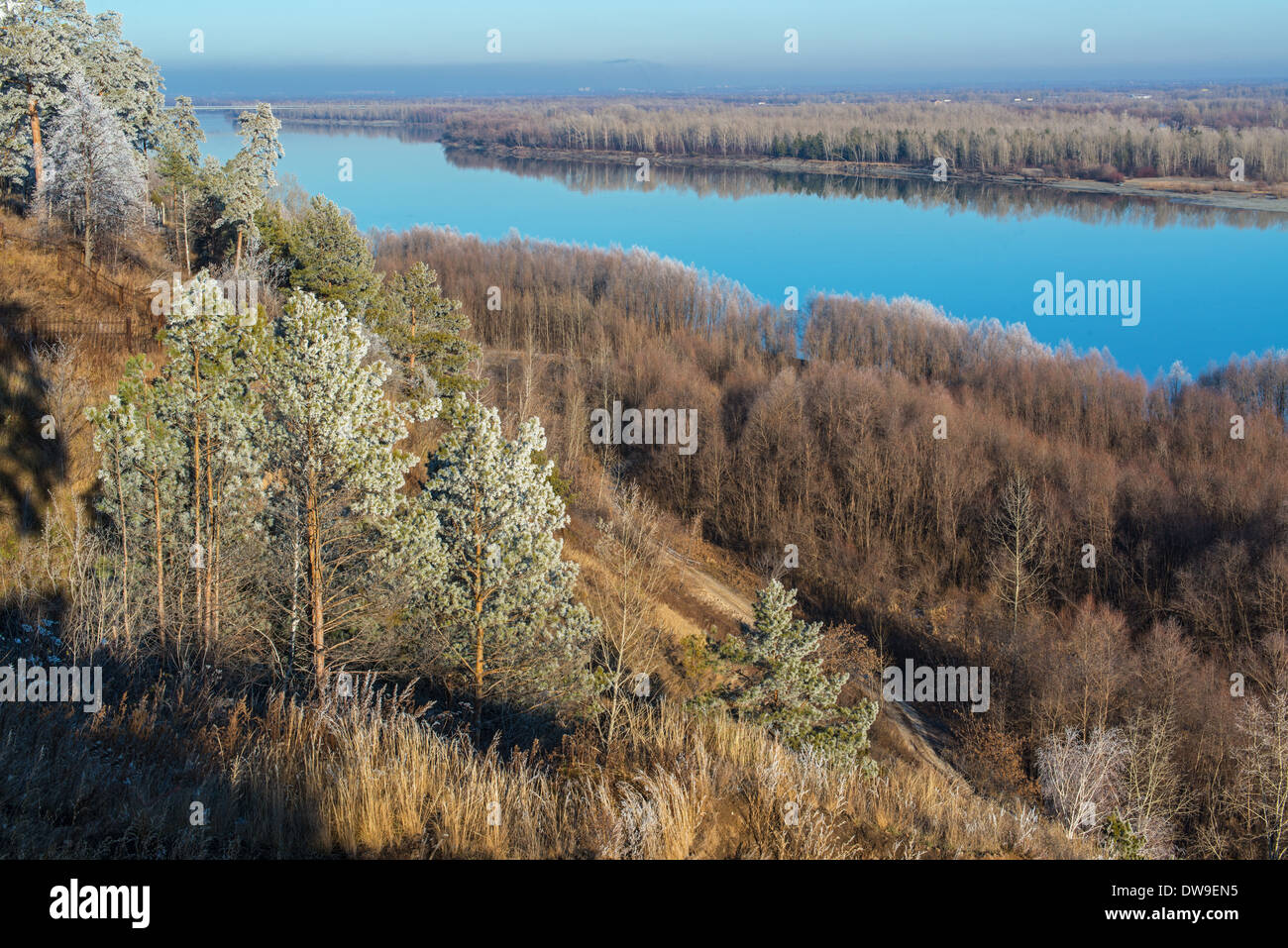 Alberi di pino.sul fiume Ob Bank. Altai. La Siberia Russia Foto Stock