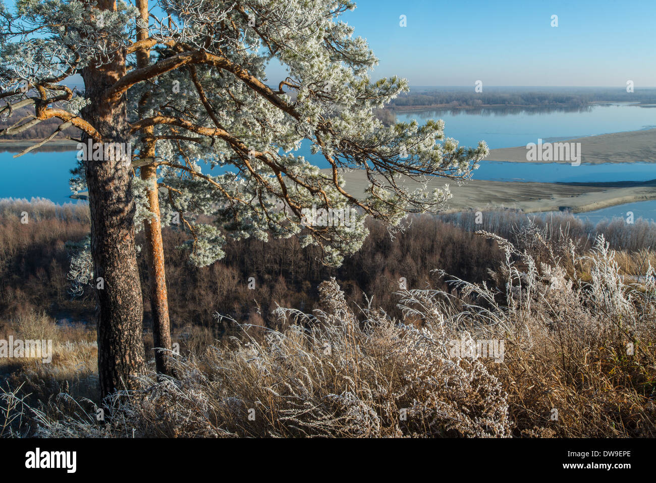 Caduta brina su alberi di pino. Fiume Ob. Altai. La Siberia Russia Foto Stock