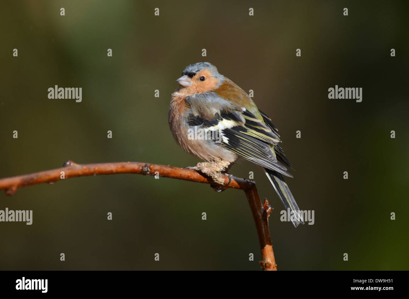 Un maschio di fringuello su un ramoscello REGNO UNITO Foto Stock