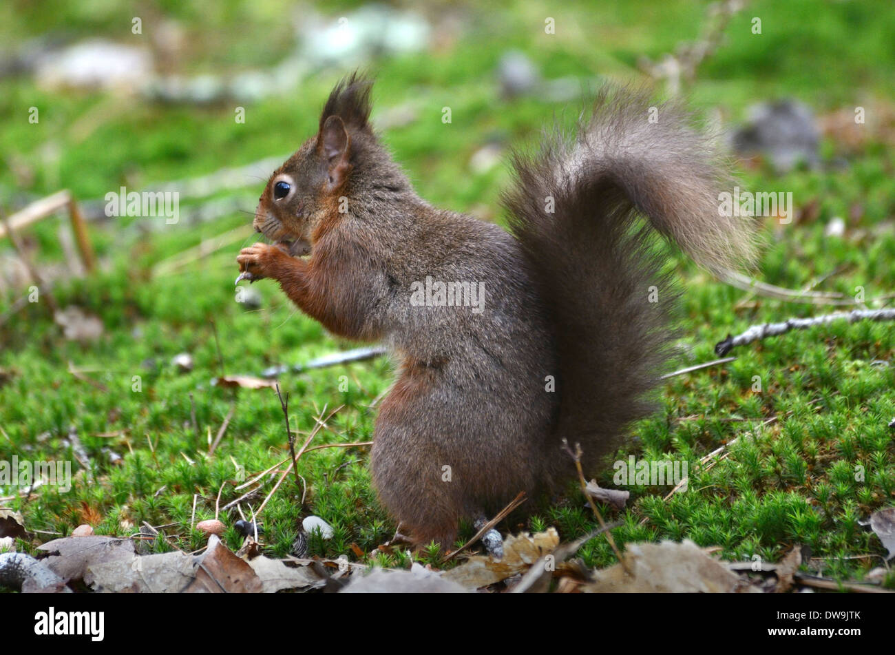 Uno scoiattolo rosso seduta sul terreno di muschio REGNO UNITO Foto Stock