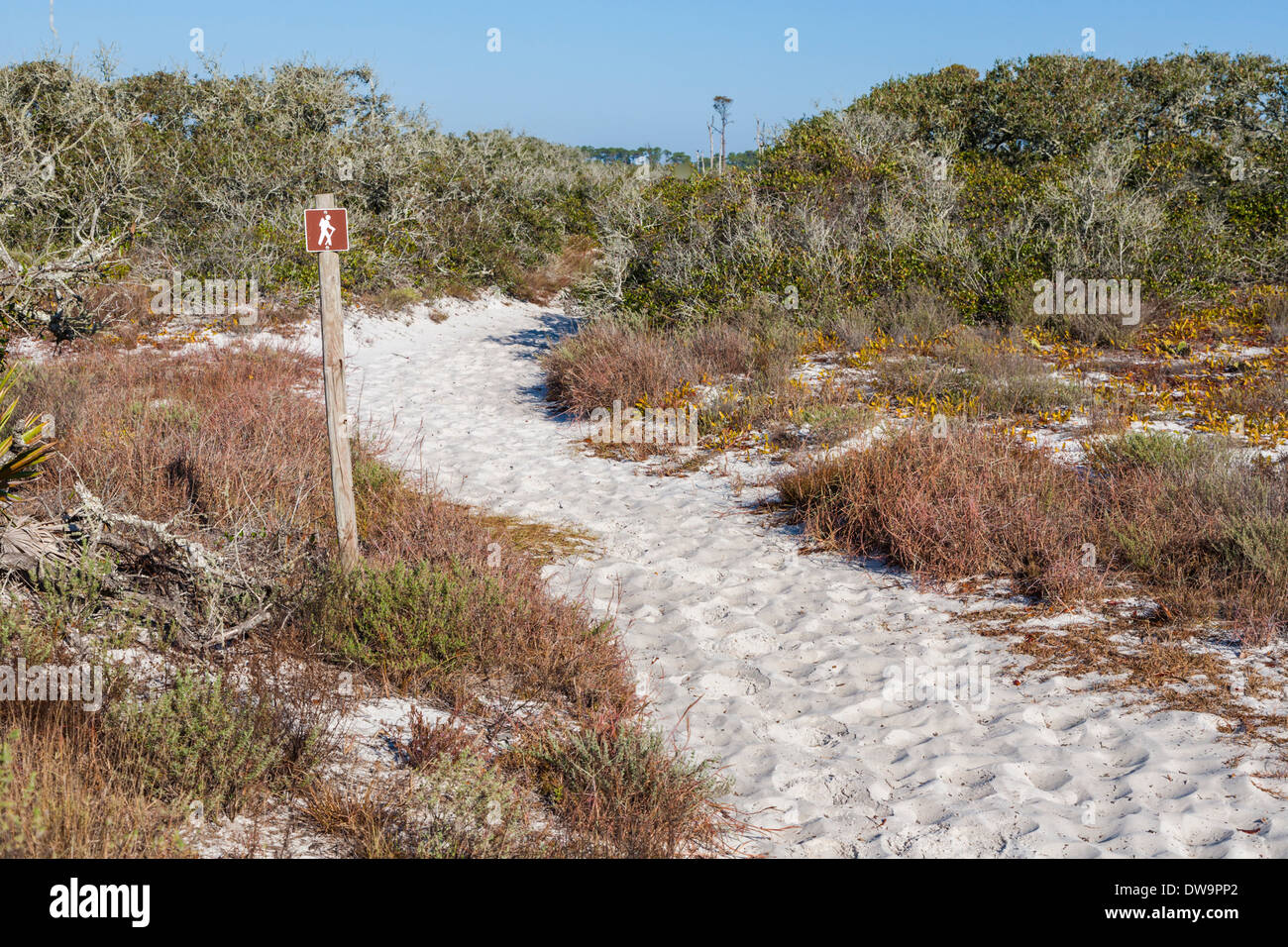 Ramo di pino sentiero escursionistico in Bon Secour National Wildlife Refuge si snoda tra le dune di sabbia sulla spiaggia di Gulf Shores, AL Foto Stock