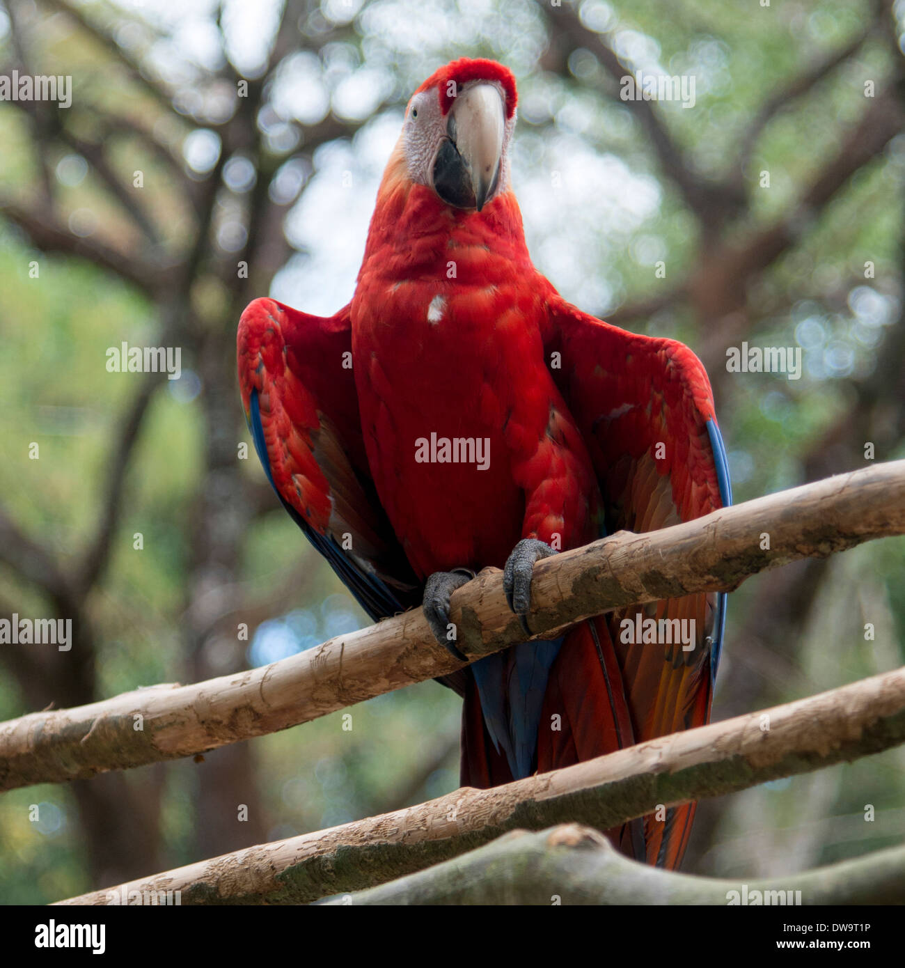 Primo piano di una scarlet macaw (Ara macao) Copan Copan Ruinas Honduras Foto Stock