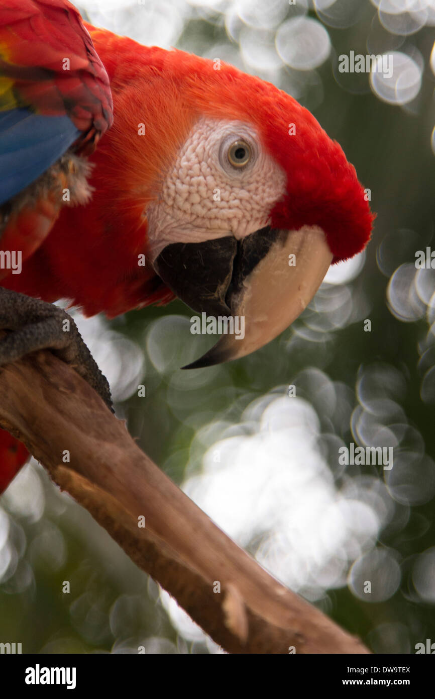 Primo piano di una Scarlet Macaw (Ara macao) Macaw Mountain Bird Park Copan Copan Ruinas Dipartimento Copan Honduras Foto Stock