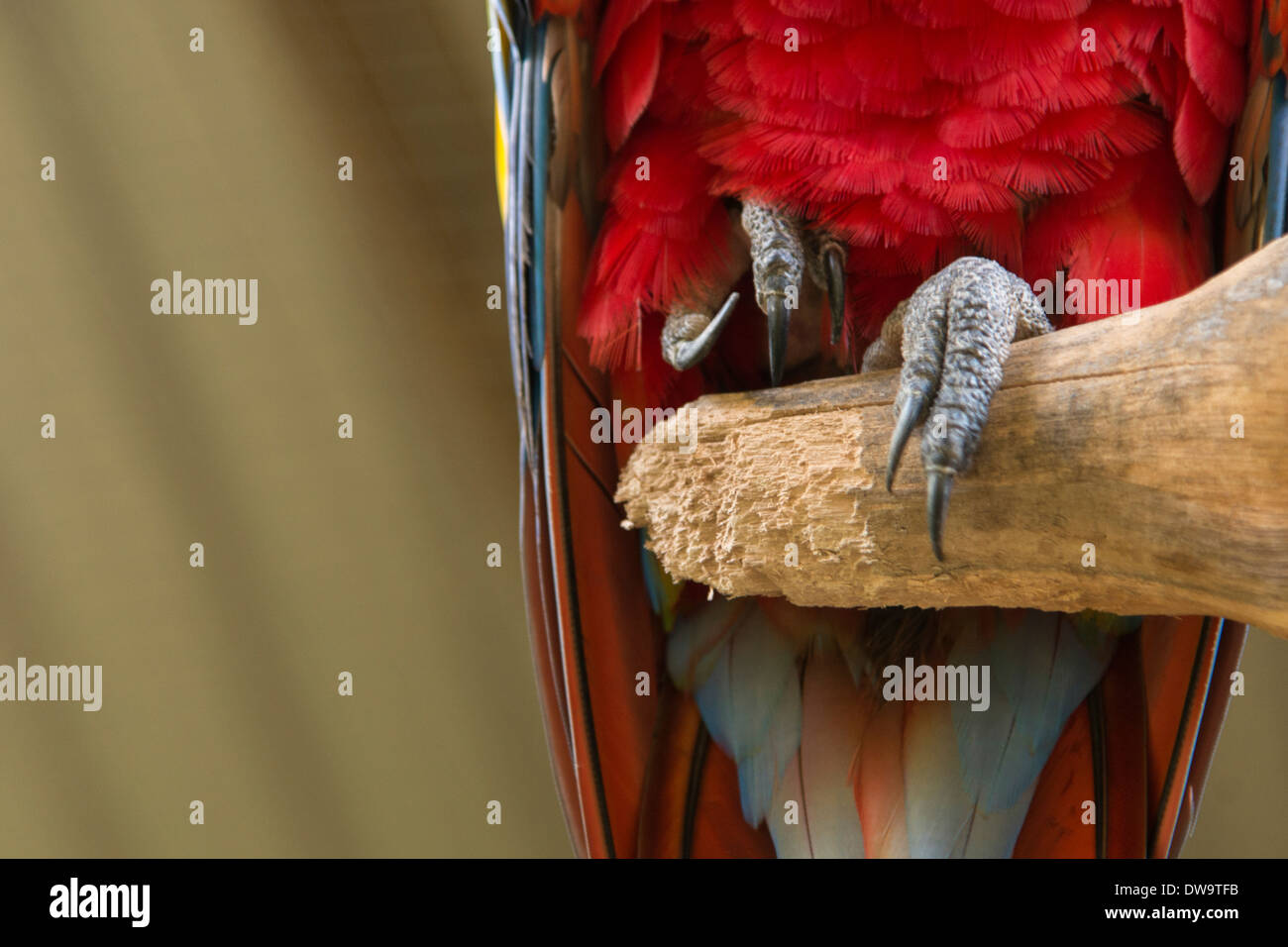 Primo piano di una Scarlet Macaw (Ara macao) Macaw Mountain Bird Park Copan Copan Ruinas Dipartimento Copan Honduras Foto Stock
