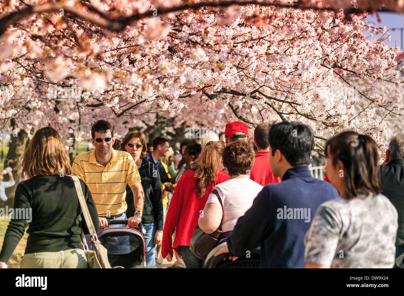 A molte persone piace ciliegia giapponese albero blossoms circondante Tidal Basin, Washington DC, Distretto di Columbia. Stati Uniti d'America Foto Stock