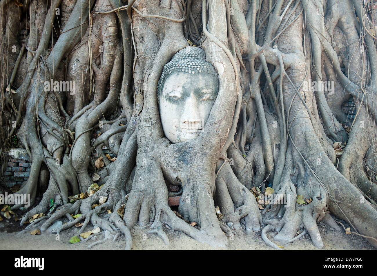 Testa di Buddha, Wat Phra Mahathat, Ayutthaya, Thailandia Foto Stock