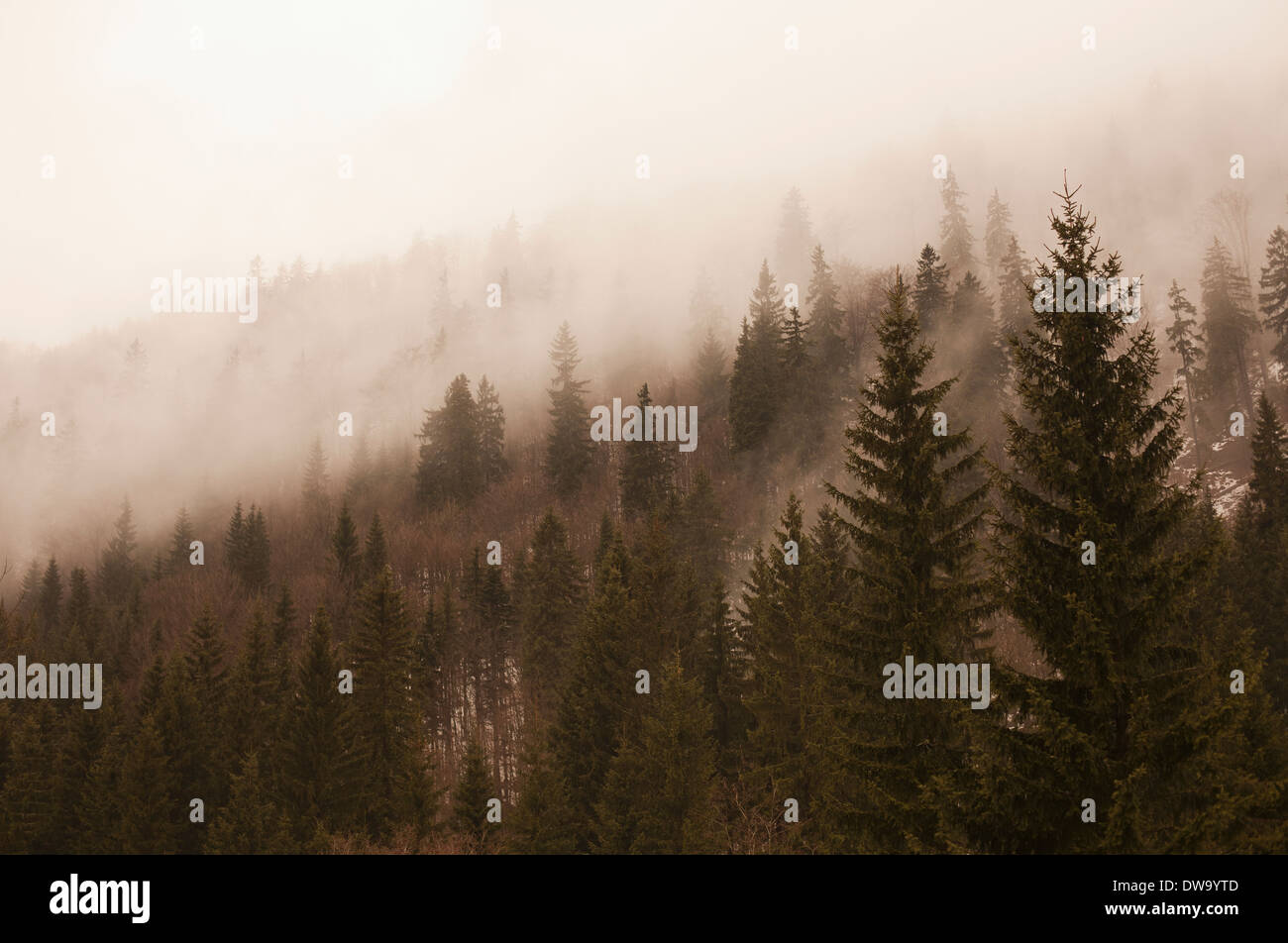 Fir Tree Tops avvolta nella nebbia, Spindleruv Mlyn, Repubblica Ceca Foto Stock