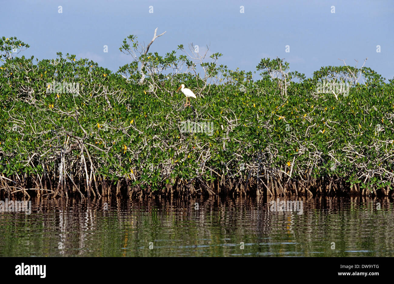 Red paludi di mangrovie costituiscono un importante acqua di sale di habitat in Everglades National Park, Florida, Stati Uniti d'America Foto Stock