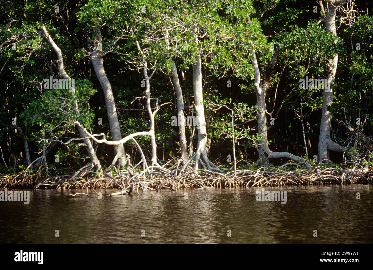 Red paludi di mangrovie costituiscono un importante acqua di sale di habitat in Everglades National Park, Florida, Stati Uniti d'America Foto Stock