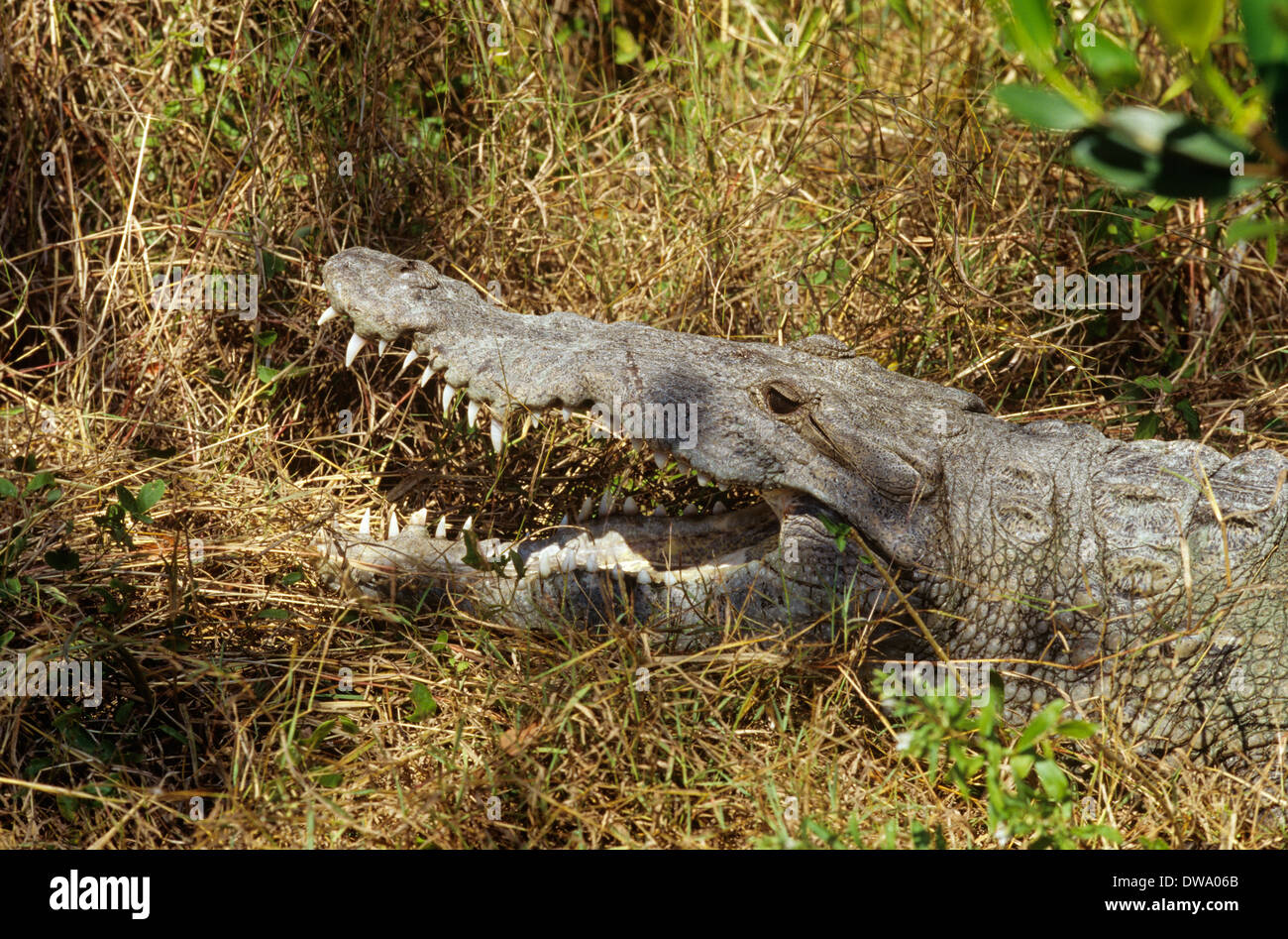 Sebbene meno comuni del 'Gator,' coccodrilli può anche essere visto nel Parco nazionale delle Everglades, Florida, Stati Uniti d'America Foto Stock